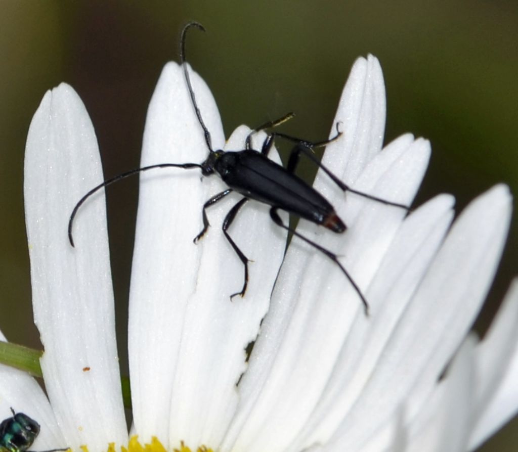 Piccolo cerambicide:  Stenurella nigra